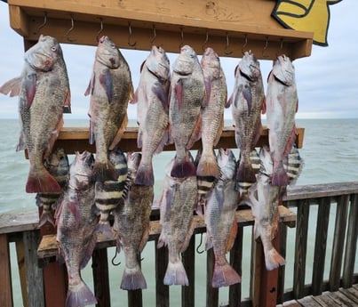 Black Drum Fishing in Port Isabel, Texas