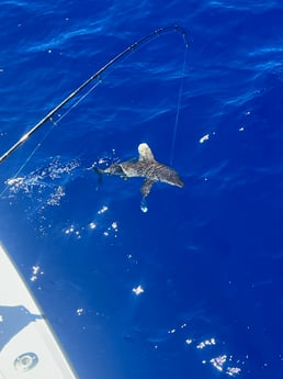 Fishing in Islamorada, Florida