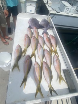 Triggerfish, Yellowtail Snapper Fishing in Key Largo, Florida