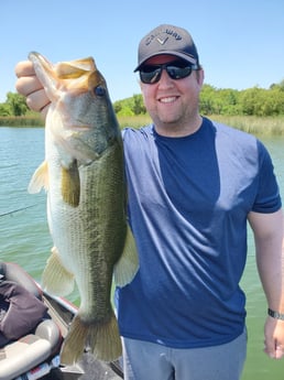 Largemouth Bass fishing in Austin, Texas