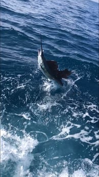 Sailfish fishing in West  Palm Beach, Florida