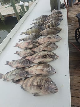 Sheepshead Fishing in Gulf Shores, Alabama