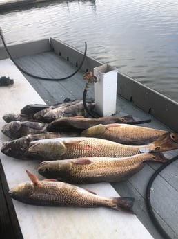 Black Drum, Redfish Fishing in Rockport, Texas