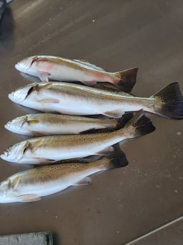 Speckled Trout / Spotted Seatrout fishing in Galveston, Texas