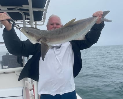 Cobia Fishing in Sarasota, Florida