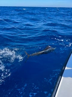 Sailfish Fishing in Islamorada, Florida