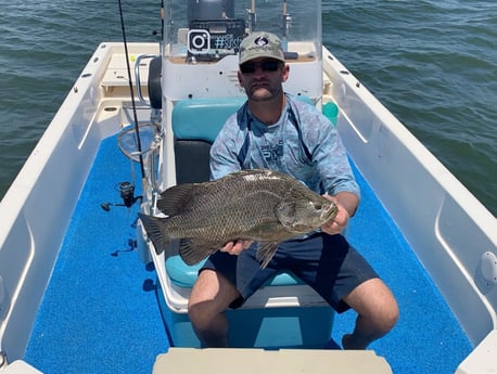 Tripletail fishing in Tampa, Florida