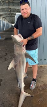 Blacktip Shark Fishing in Galveston, Texas