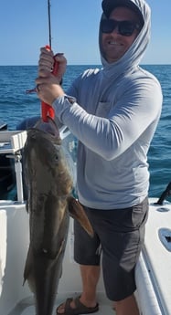 Cobia fishing in Port Orange, Florida