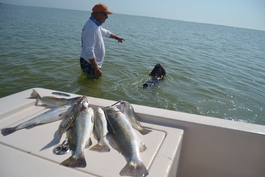 Speckled Trout / Spotted Seatrout fishing in Corpus Christi, Texas