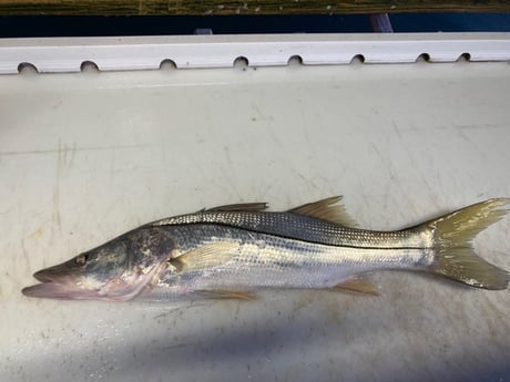 Snook Fishing in South Padre Island, Texas