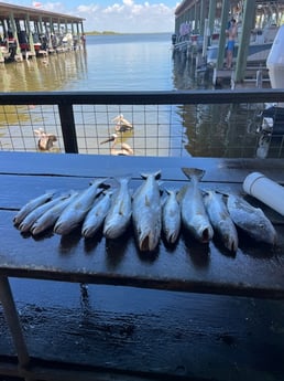 Speckled Trout / Spotted Seatrout fishing in Galveston, Texas