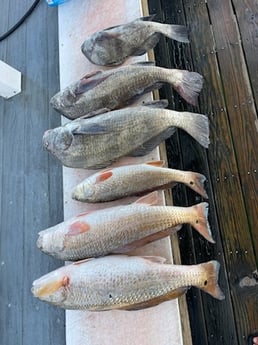 Black Drum, Redfish Fishing in Rockport, Texas