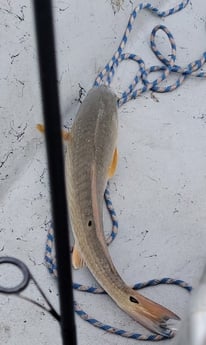 Redfish Fishing in Rockport, Texas