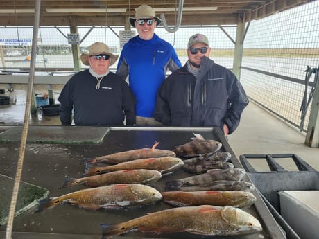 Black Drum, Redfish, Sheepshead fishing in Matagorda, Texas