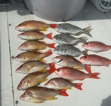 Bream, Lane Snapper, Vermillion Snapper Fishing in New Smyrna Beach, Florida