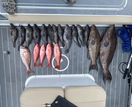 Black Seabass, Broomtail Grouper, Red Snapper Fishing in North Charleston, South Carolina