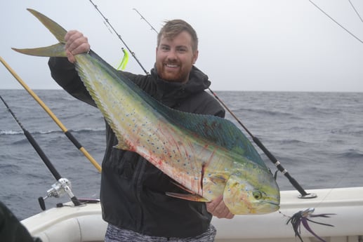 Mahi Mahi / Dorado fishing in Galveston, Texas