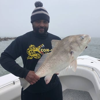 Black Drum fishing in Galveston, Texas