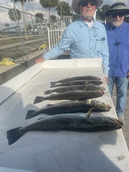 Speckled Trout / Spotted Seatrout Fishing in Tampa, Florida