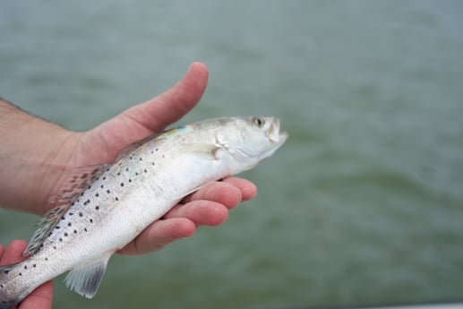 Speckled Trout / Spotted Seatrout fishing in Galveston, Texas