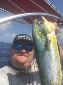 Mahi Mahi Fishing in Corpus Christi, Texas