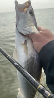 Speckled Trout Fishing in Matagorda, Texas