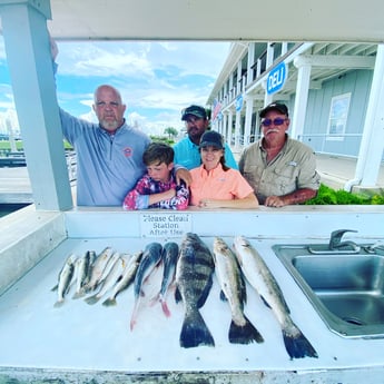 Black Drum, Speckled Trout / Spotted Seatrout, Hardhead Catfish fishing in Galveston, Texas