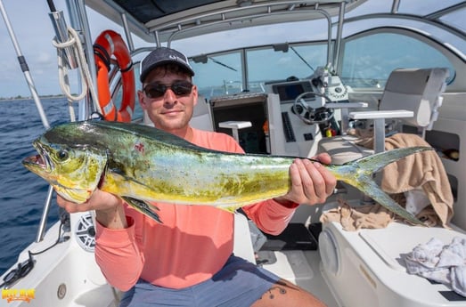 Mahi Mahi Fishing in Boynton Beach, Florida