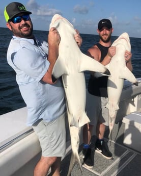 Blacktip Shark fishing in Galveston, Texas