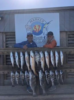 Black Drum, Redfish, Sheepshead, Speckled Trout / Spotted Seatrout Fishing in Corpus Christi, Texas