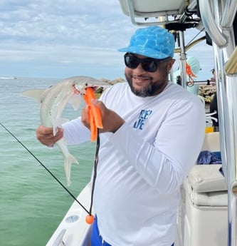 Bonnethead Shark fishing in Clearwater, Florida