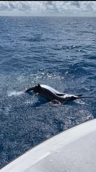 Sailfish fishing in Tavernier, Florida