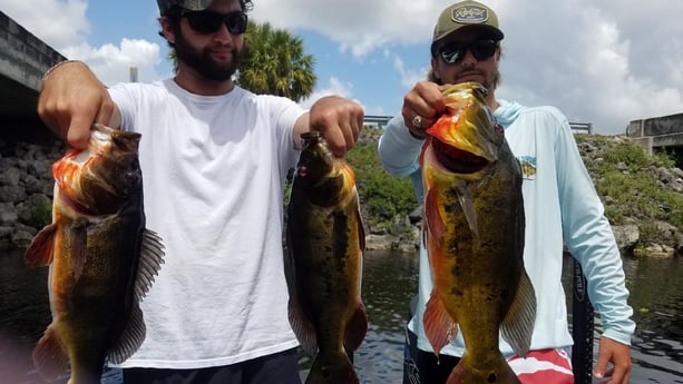 Peacock Bass fishing in Fort Lauderdale, Florida