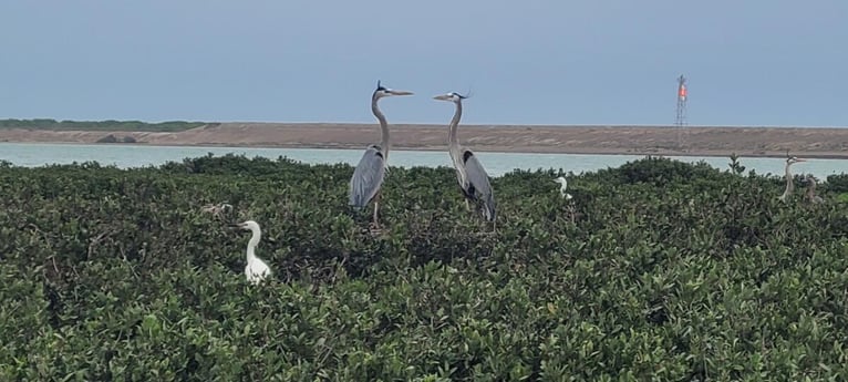 Fishing in Port Isabel, Texas