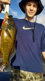 Peacock Bass Fishing in Fort Lauderdale, Florida