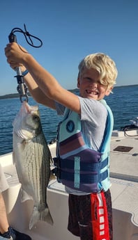 Hybrid Striped Bass fishing in Runaway Bay, Texas