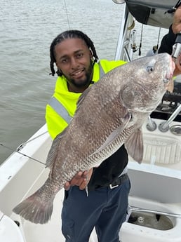 Black Drum Fishing in Galveston, Texas