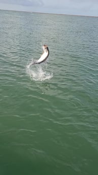 Tarpon fishing in Port O&#039;Connor, Texas