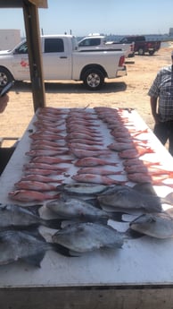 Triggerfish, Vermillion Snapper fishing in Pensacola, Florida