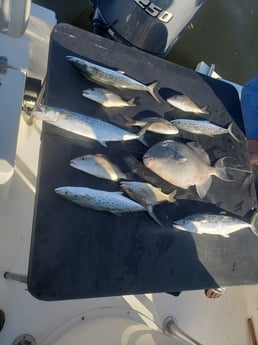 Red Snapper, Triggerfish fishing in Pensacola, Florida