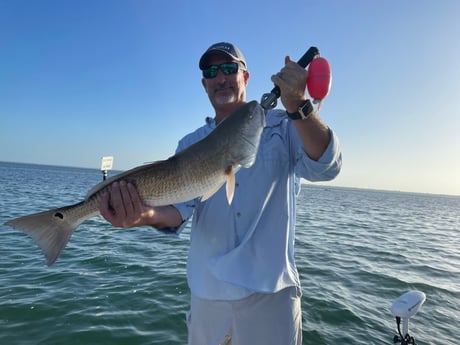 Redfish Fishing in Sarasota, Florida