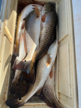 Redfish Fishing in Rockport, Texas