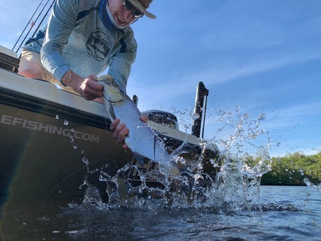 Tarpon Fishing in Jupiter, Florida