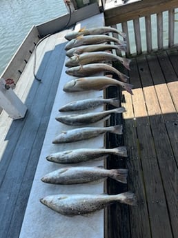 Redfish, Speckled Trout Fishing in Rockport, Texas