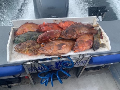 Rockfish Fishing in Oxnard, California