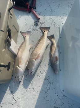 Redfish Fishing in Rockport, Texas