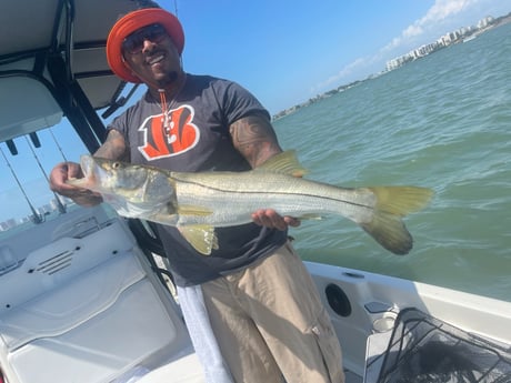 Snook fishing in Clearwater, Fl