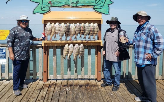 Sheepshead fishing in Port Isabel, Texas