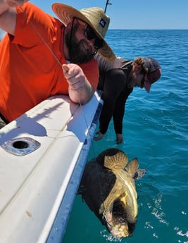 Goliath Grouper fishing in Clearwater, Florida